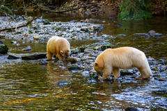 Ursus americanus kermodei