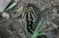 Crotalus totonacus