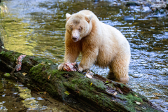 Ursus americanus kermodei
