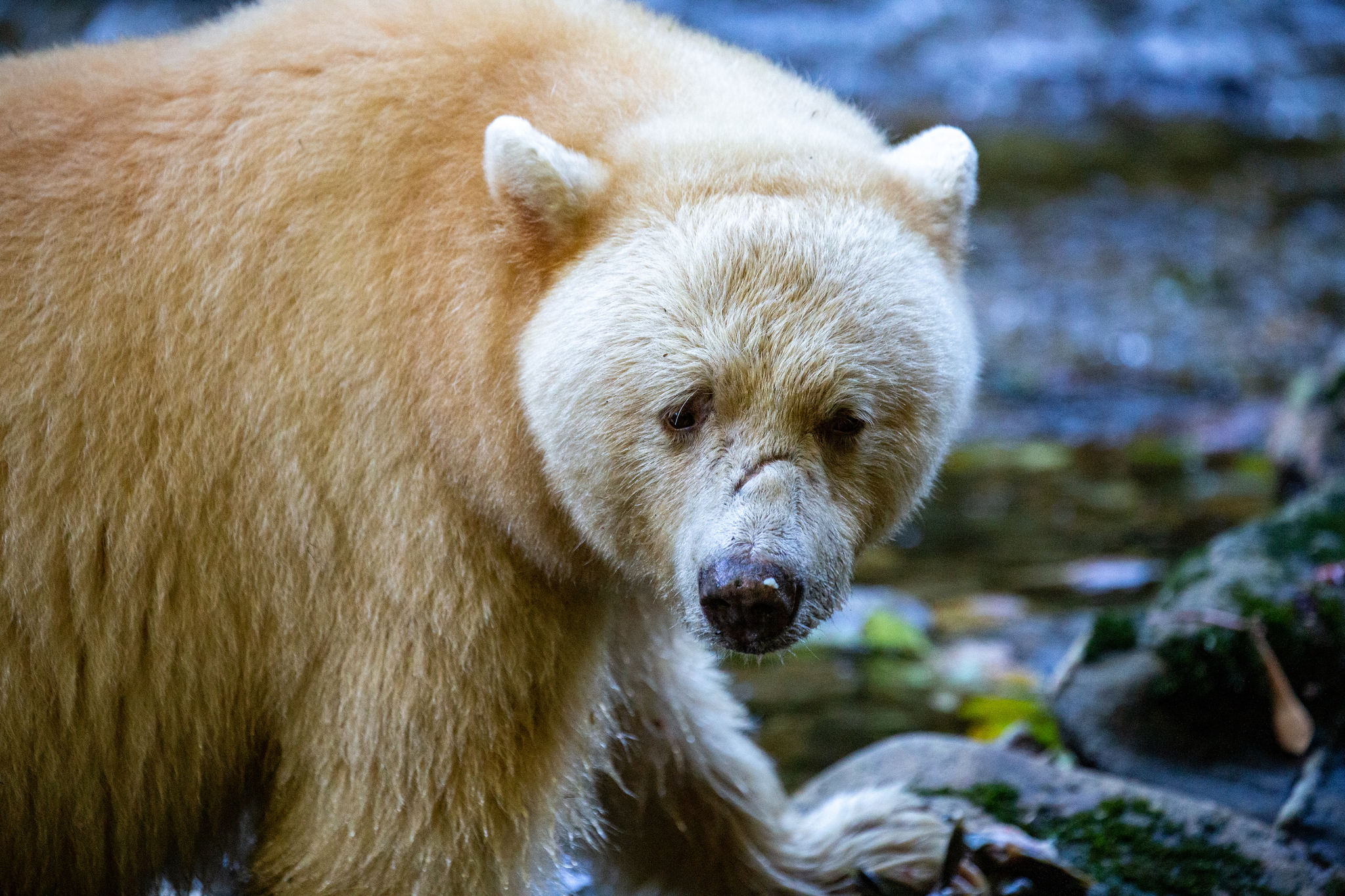 Definition & Meaning of Kermode bear