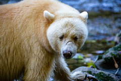 Ursus americanus kermodei