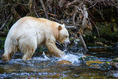 Ursus americanus kermodei