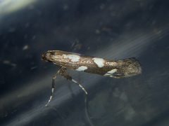 Calybites phasianipennella