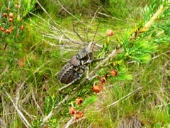 Hetrodes pupus