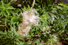 Chamaenerion angustifolium
