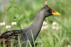 Gallicrex cinerea