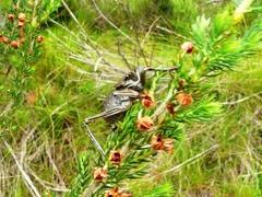 Hetrodes pupus