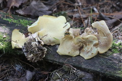 Xanthoporus syringae