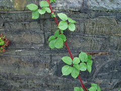 Rubus intensior
