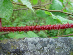 Rubus intensior