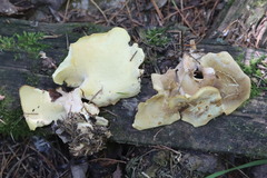 Xanthoporus syringae