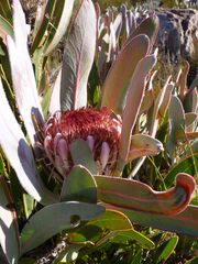 Protea lorifolia