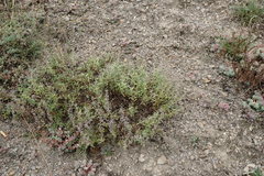 Thymus dzevanovskyi