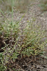 Thymus dzevanovskyi