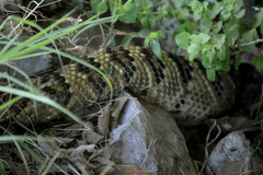 Crotalus totonacus