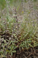Thymus dzevanovskyi