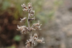 Thymus dzevanovskyi