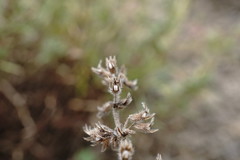 Thymus dzevanovskyi