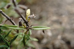 Thymus dzevanovskyi