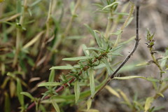 Thymus dzevanovskyi