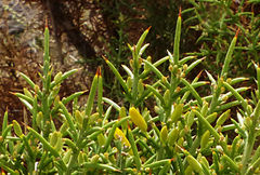 Ulex canescens
