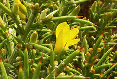 Ulex canescens