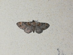 Eupithecia pyreneata