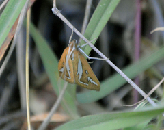 Diastictis