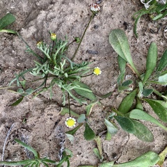 Brachyscome lineariloba