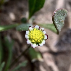 Brachyscome lineariloba