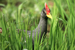 Gallicrex cinerea