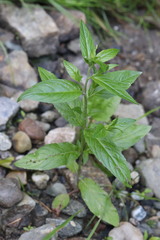 Epilobium pseudorubescens