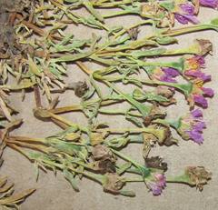 Lampranthus debilis