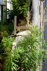 Chamaenerion angustifolium