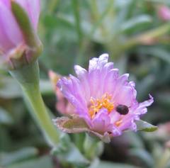 Lampranthus debilis