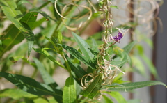 Chamaenerion angustifolium