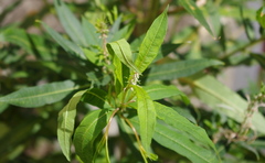 Chamaenerion angustifolium