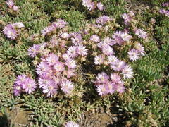 Lampranthus debilis