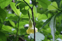 Tabernaemontana tomentosa