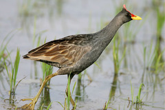 Gallicrex cinerea