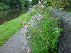 Eupatorium cannabinum