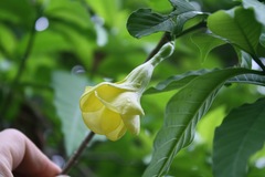 Tabernaemontana tomentosa