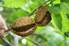 Tabernaemontana tomentosa