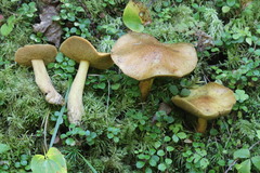 Suillus plorans