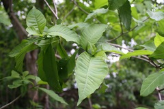 Tabernaemontana tomentosa