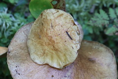 Suillus plorans