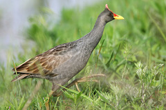 Gallicrex cinerea