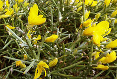 Ulex canescens