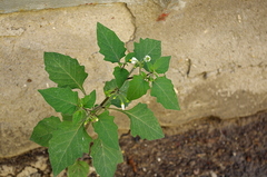 Solanum nigrum