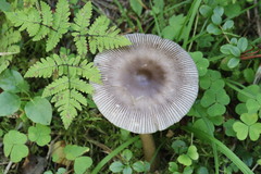 Amanita umbrinolutea